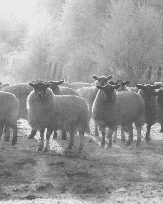 Hunters Natural Field Performance Farm Lamb Working Dog Feed For Working Sheep Dogs, Gun Dogs and Agility Dogs