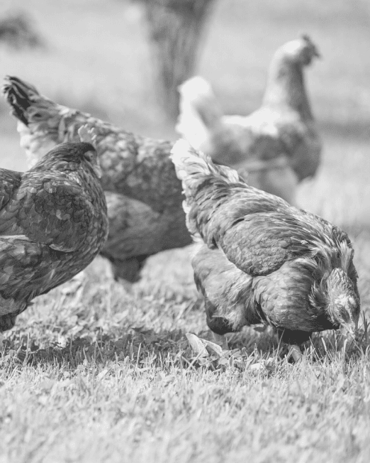 Hunters Natural Field Performance Chicken Feed for Working Puppy Gun Dogs and Junior Sheep Dogs. Grain Free and Biologically appropriate kibble - Hunters Natural