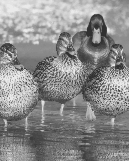 Image showing Duck used in Hunters Natural Field Performance Duck Adult Working Dog Grain Free Biologically Appropriate Complete Dry Feed For Dogs