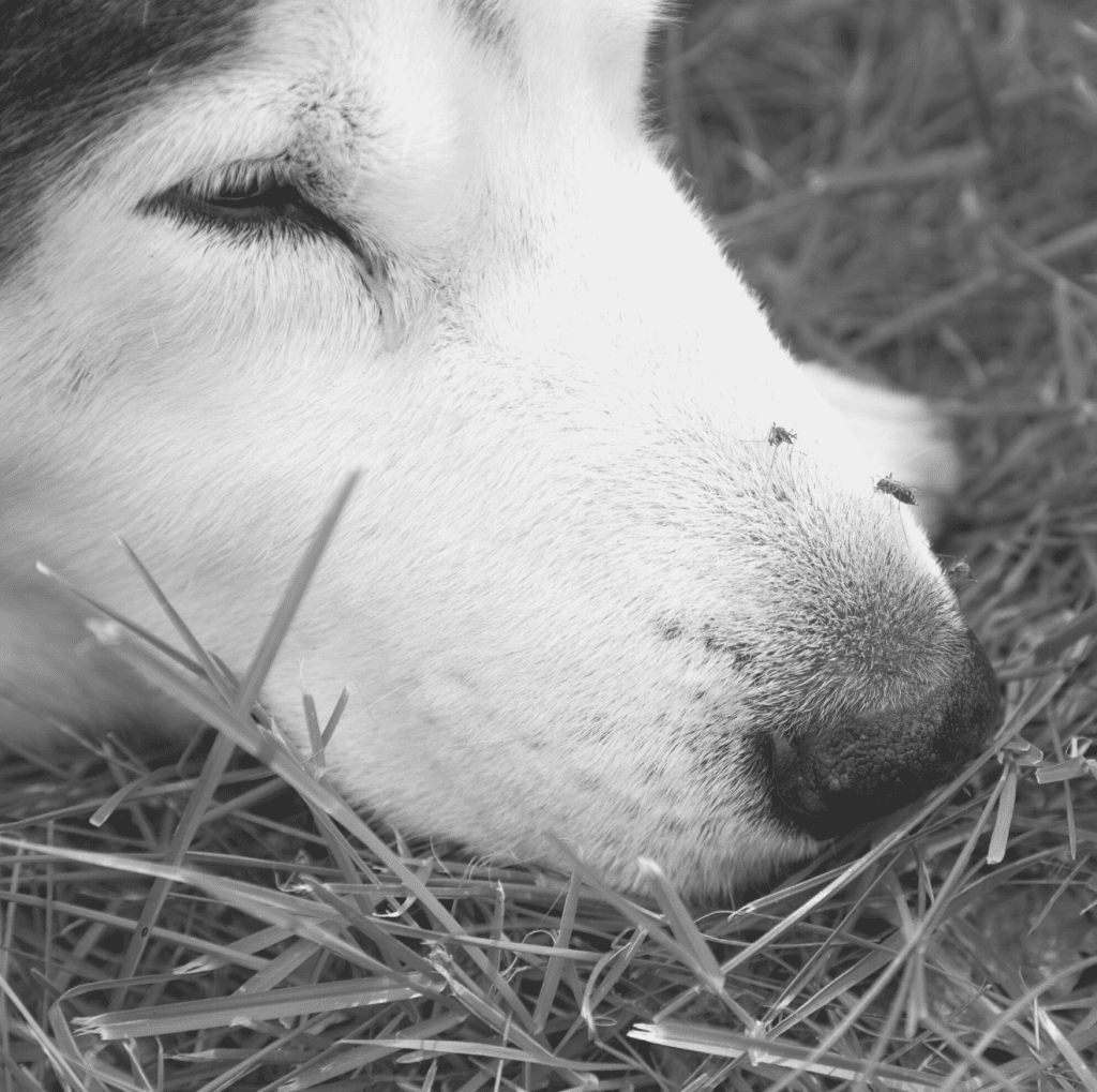 What causes dog diarrhoea - Hunters Natural